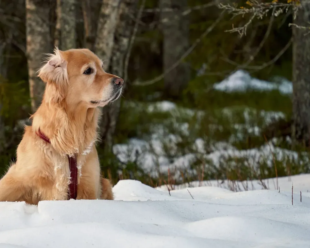 Frostbite Can Strike Faster Than You Think (Image Credits: Unsplash)