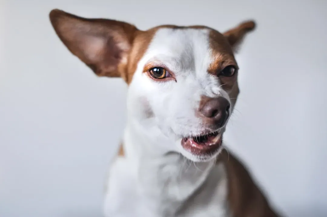 They Recover Quickly After Being Startled Around You (Image Credits: Unsplash)