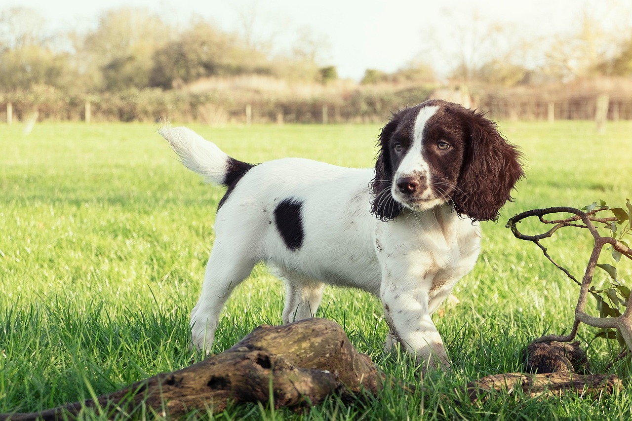 #5. English Springer Spaniel - The Adventure Buddy (Image Credits: Pixabay)