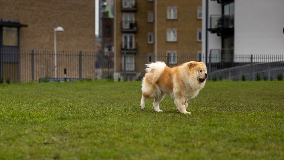Leo: The Chow Chow Majesty (Image Credits: Unsplash)