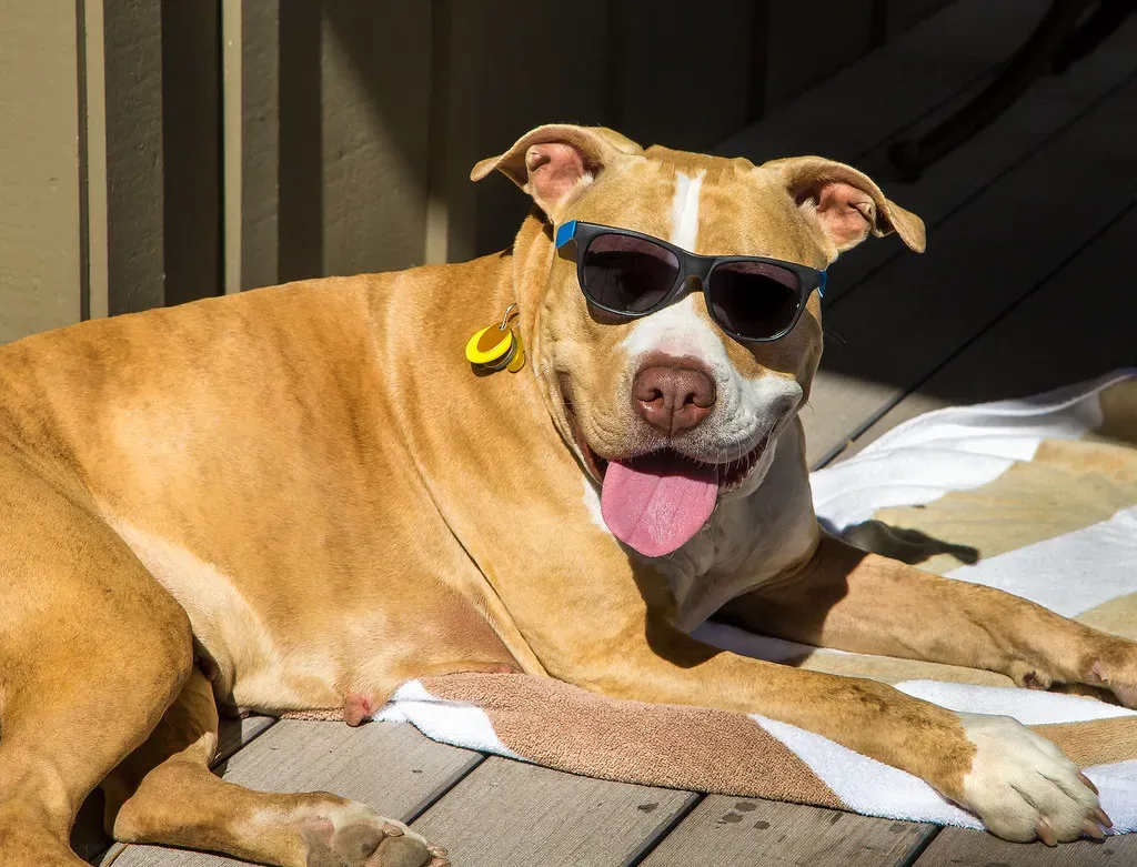 Training, Socialization, and the Owner's Role (docoverachiever, Flickr, CC BY 2.0)