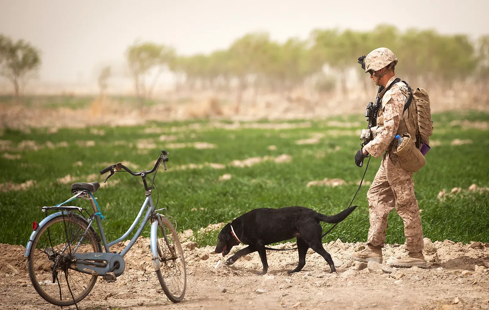 Labrador Retrievers: Loyal Companions With an Instinct to Soothe (Image Credits: Wikimedia)