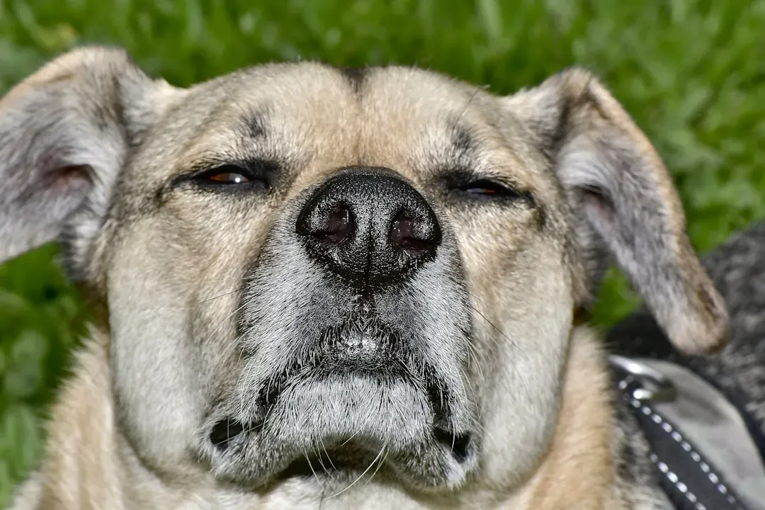 Breathing Becomes Labored or Irregular (Image Credits: Unsplash)