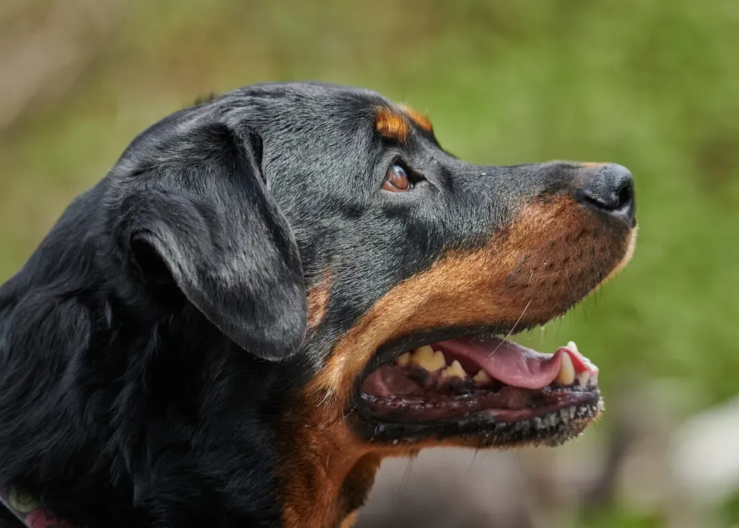 Rottweiler: The Loyal Skeptic (Image Credits: Unsplash)