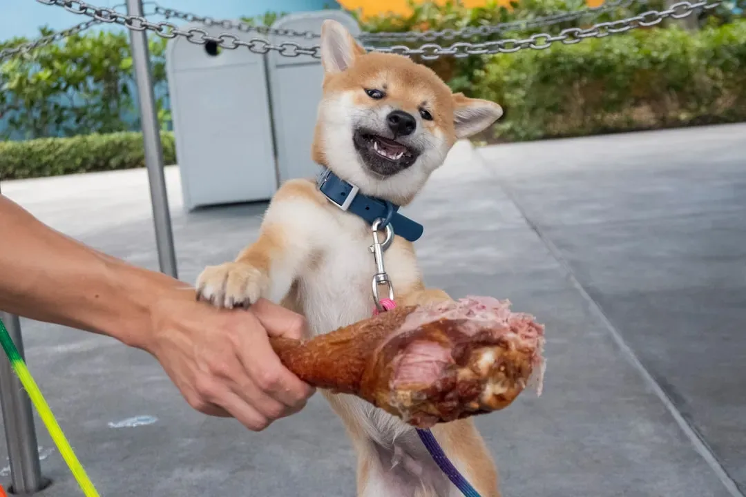 Creating a Festive Feast That's Actually Dog-Friendly (Image Credits: Unsplash)