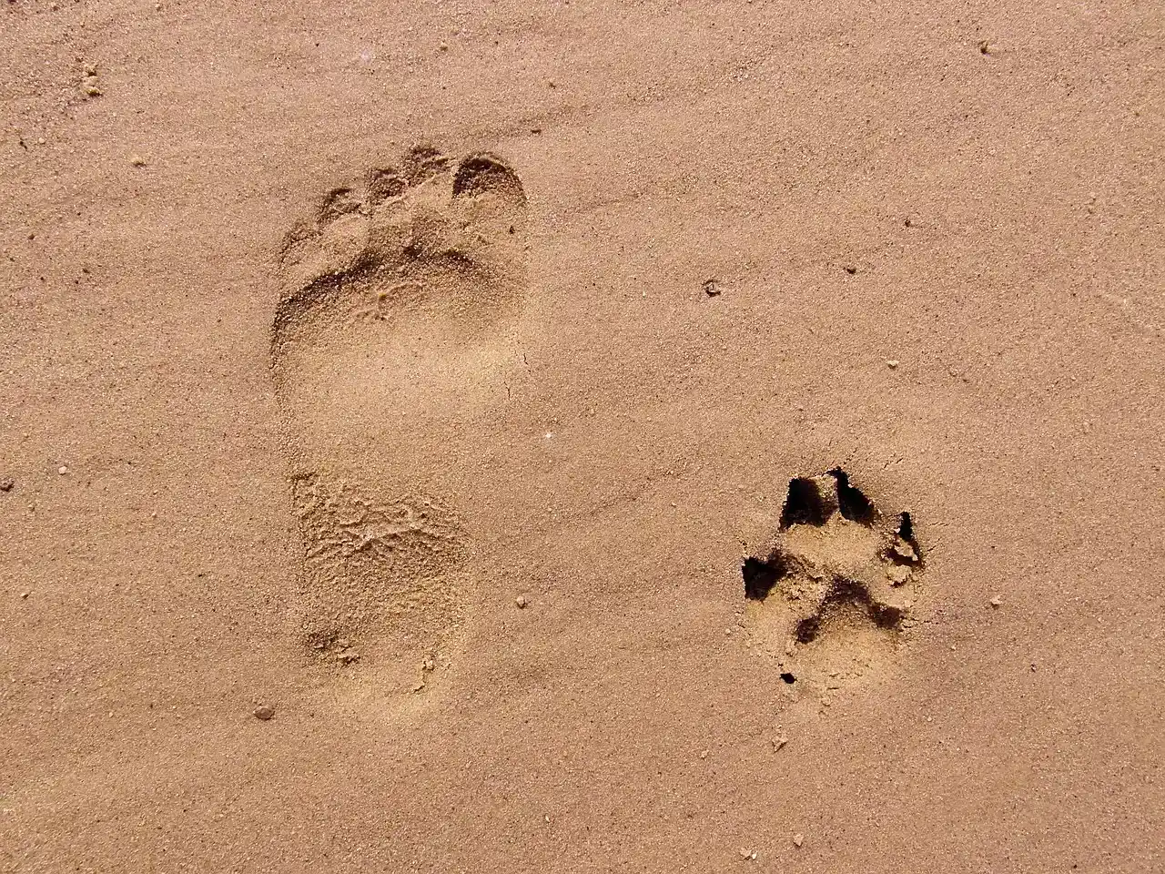 #11. A Paw Print Keepsake Kit Made While They're Still Comfortable (Image Credits: Pixabay)