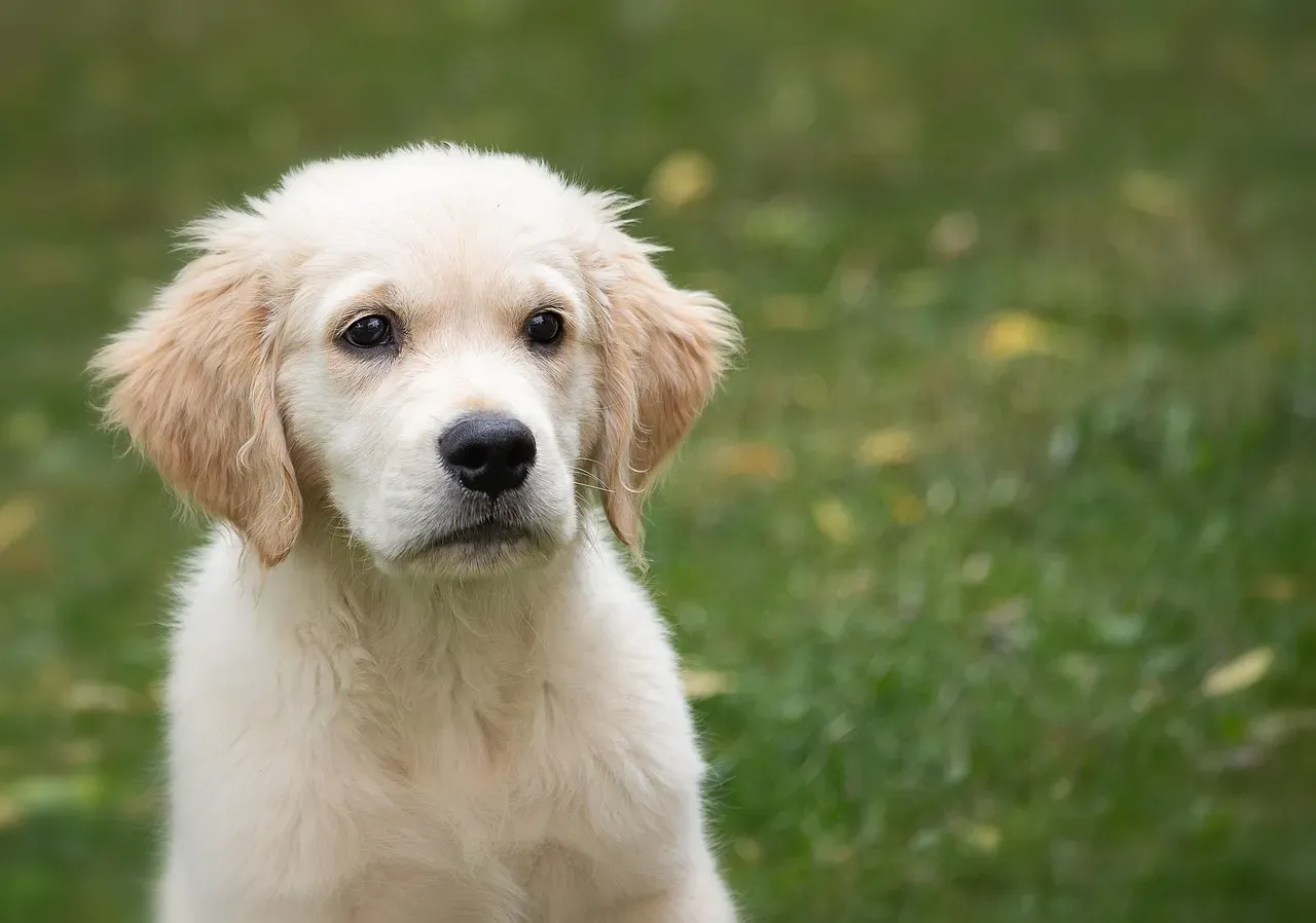 4. Golden Retriever: The Perfect First-Time Dog (Image Credits: Pixabay)
