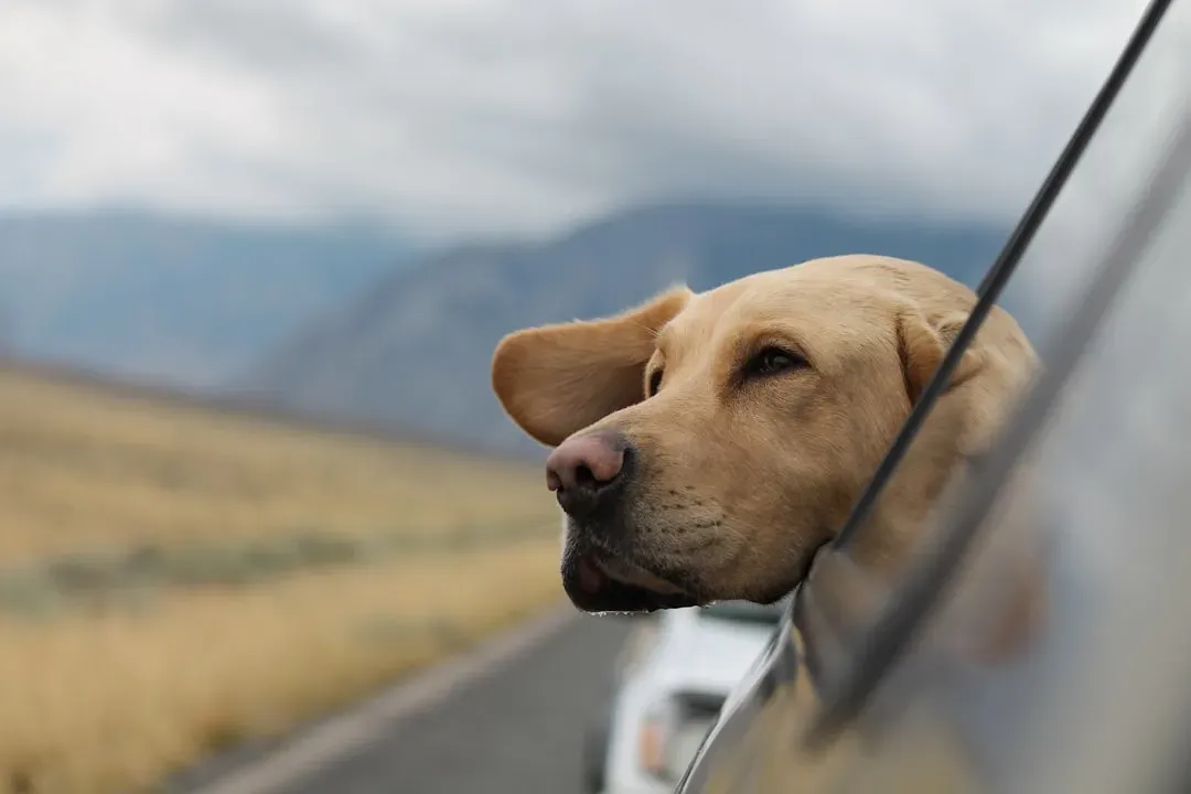 #16 - Telling Them Out Loud That They Were Good, and They Can Rest (Image Credits: Unsplash)