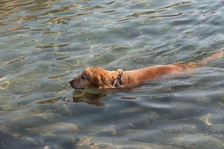 3. Golden Retriever: Sunshine and Patience in One Dog (Image Credits: Pexels)