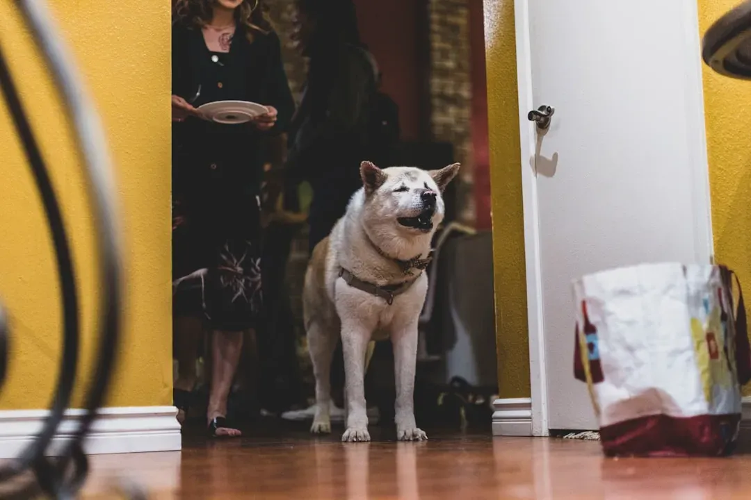 3. They Get Confused in Familiar Places (Image Credits: Unsplash)