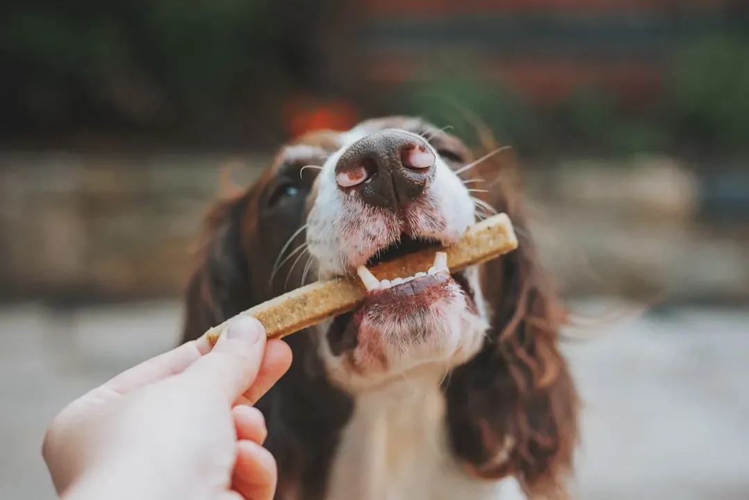 Let Them Eat Their Favorite Things (Image Credits: Unsplash)