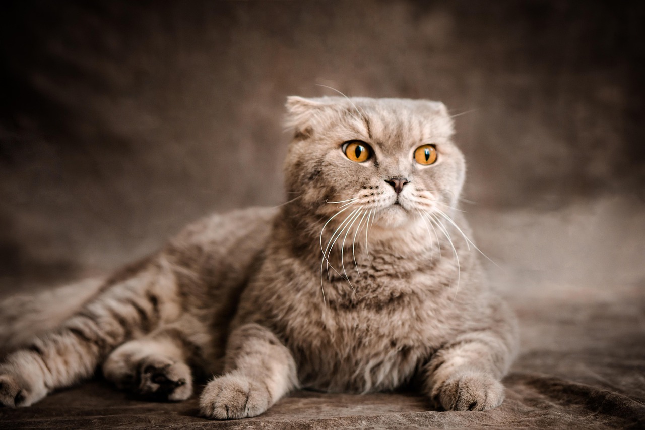 Scottish Fold Cats (Image Credits: Pixabay)