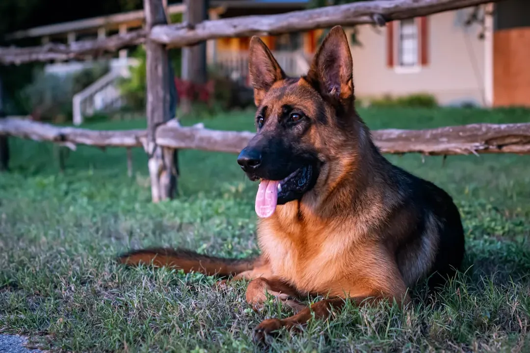#27 - Quietly Accepting That Life Will Be Measured in "Before" and "After" This Dog (Image Credits: Unsplash)