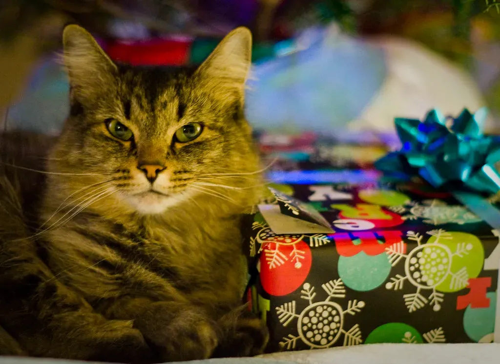 #10. Bringing You Gifts (patchattack, Flickr, CC BY-SA 2.0)