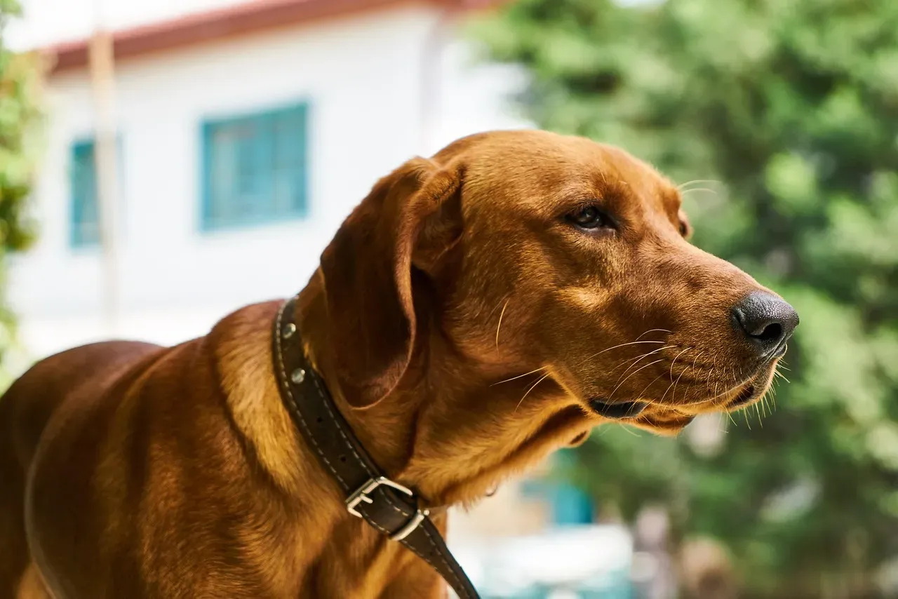 When Your Dog Is Right to Be Worried: Trusting Their Instincts Too (Image Credits: Pixabay)