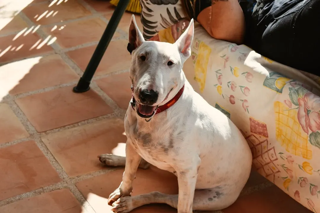 Bull Terrier (Image Credits: Unsplash)