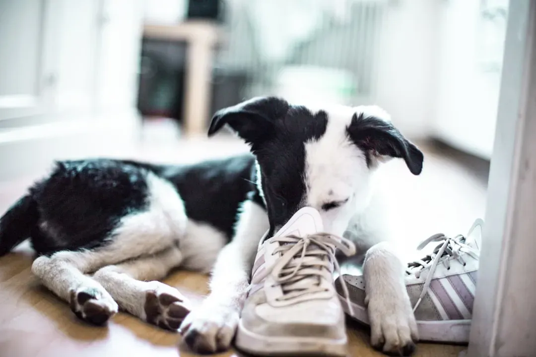 Conclusion: That Smelly Shoe Holds a Whole Lot of Love (Image Credits: Unsplash)