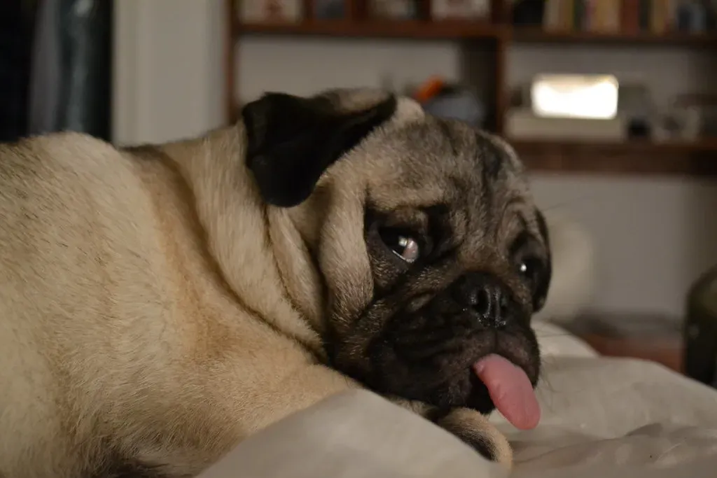 Pug: Sleep Champions With Personality (Image Credits: Flickr)