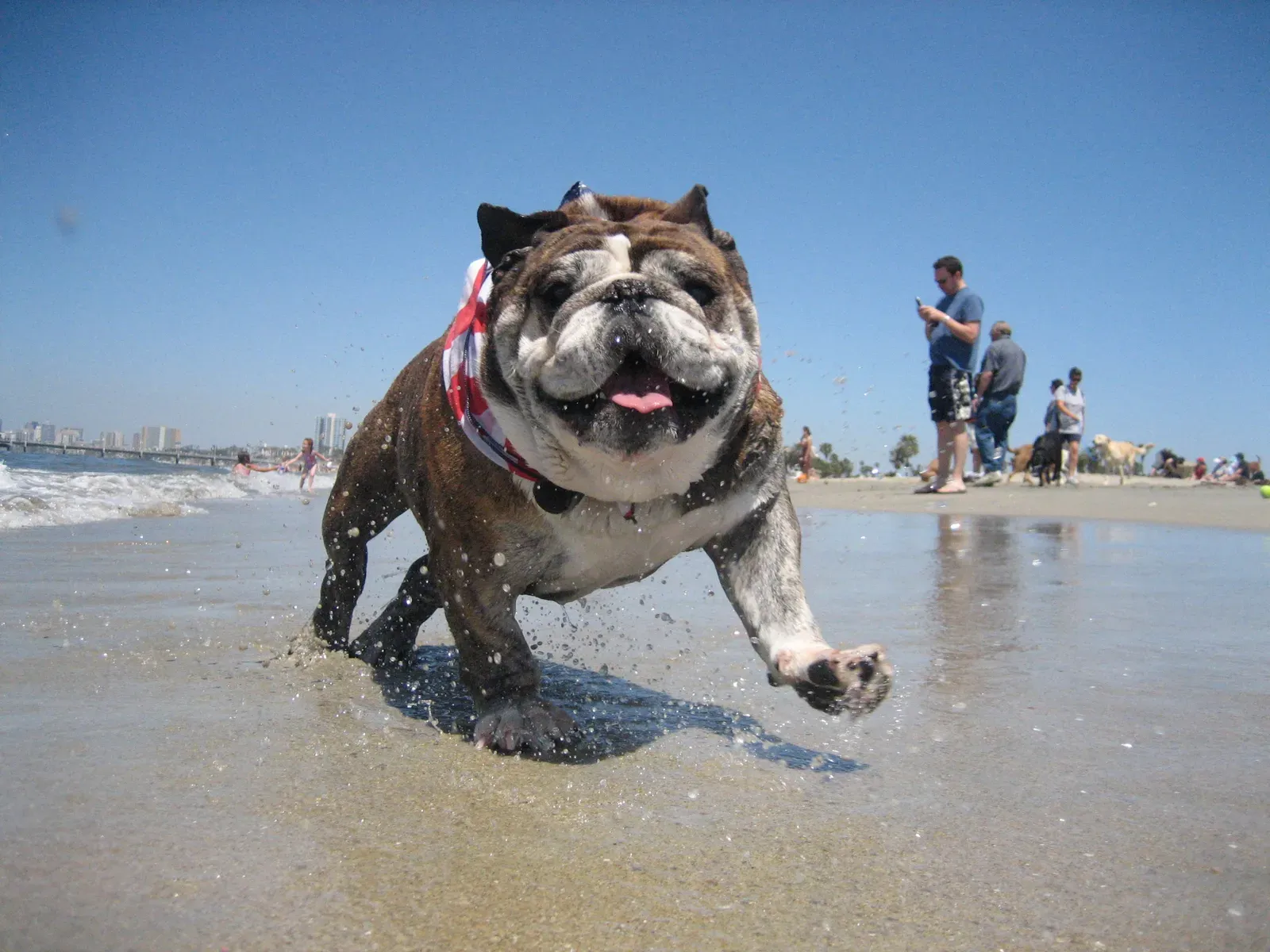 2. English Bulldog: Lovable But Dangerously Heat-Prone (By Justinrudd Justin Rudd!, CC BY-SA 3.0)