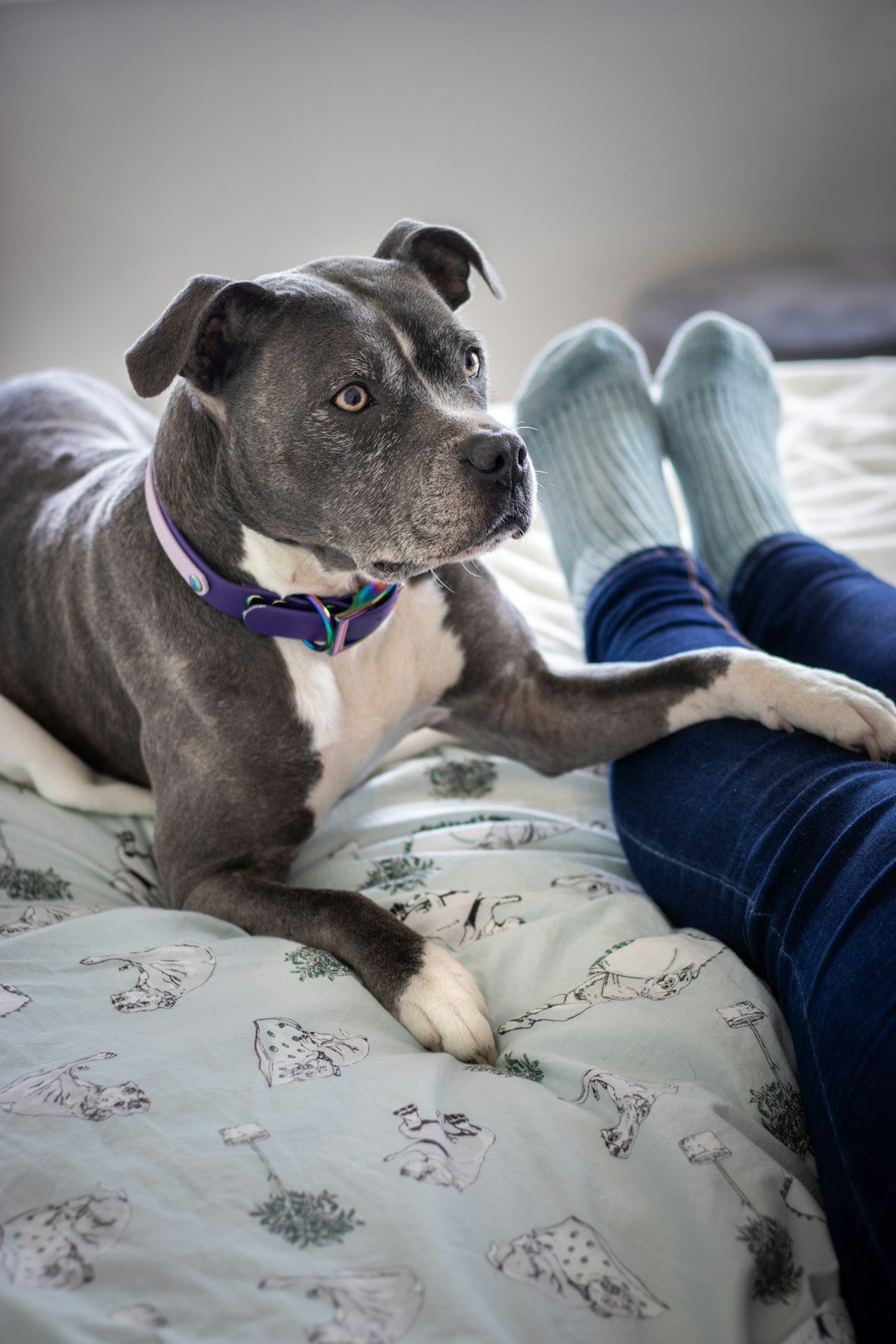 Separation Anxiety and Emotional Comfort (Image Credits: Unsplash)