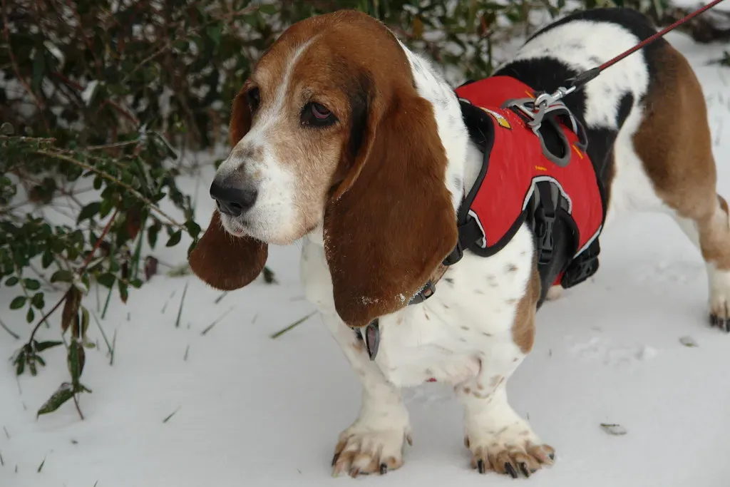 7. Basset Hound: Those Ears Are a Real Winter Risk (patchattack, Flickr, CC BY-SA 2.0)