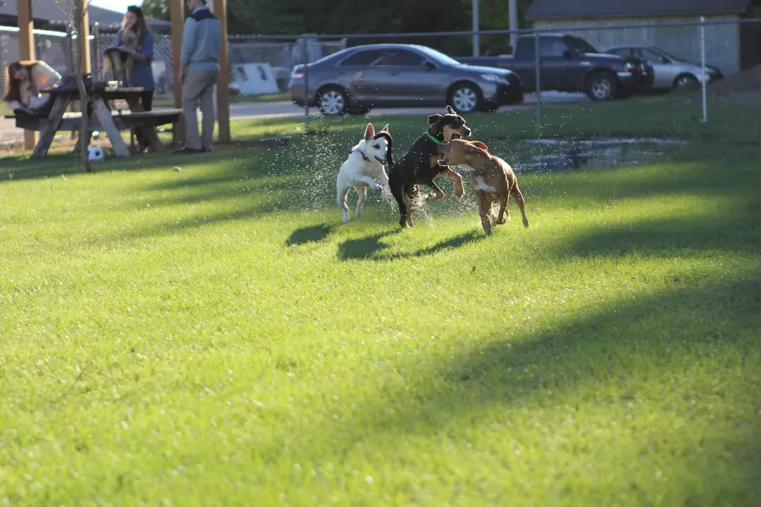 #8 Dog Park Drama That Spills Over Onto Kids (Image Credits: Unsplash)