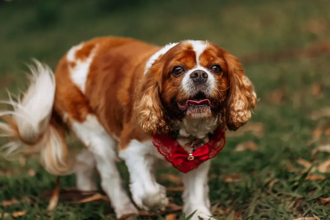 #2. Cavalier King Charles Spaniel - The Heart Problem Hidden Behind Soft Eyes (Image Credits: Unsplash)