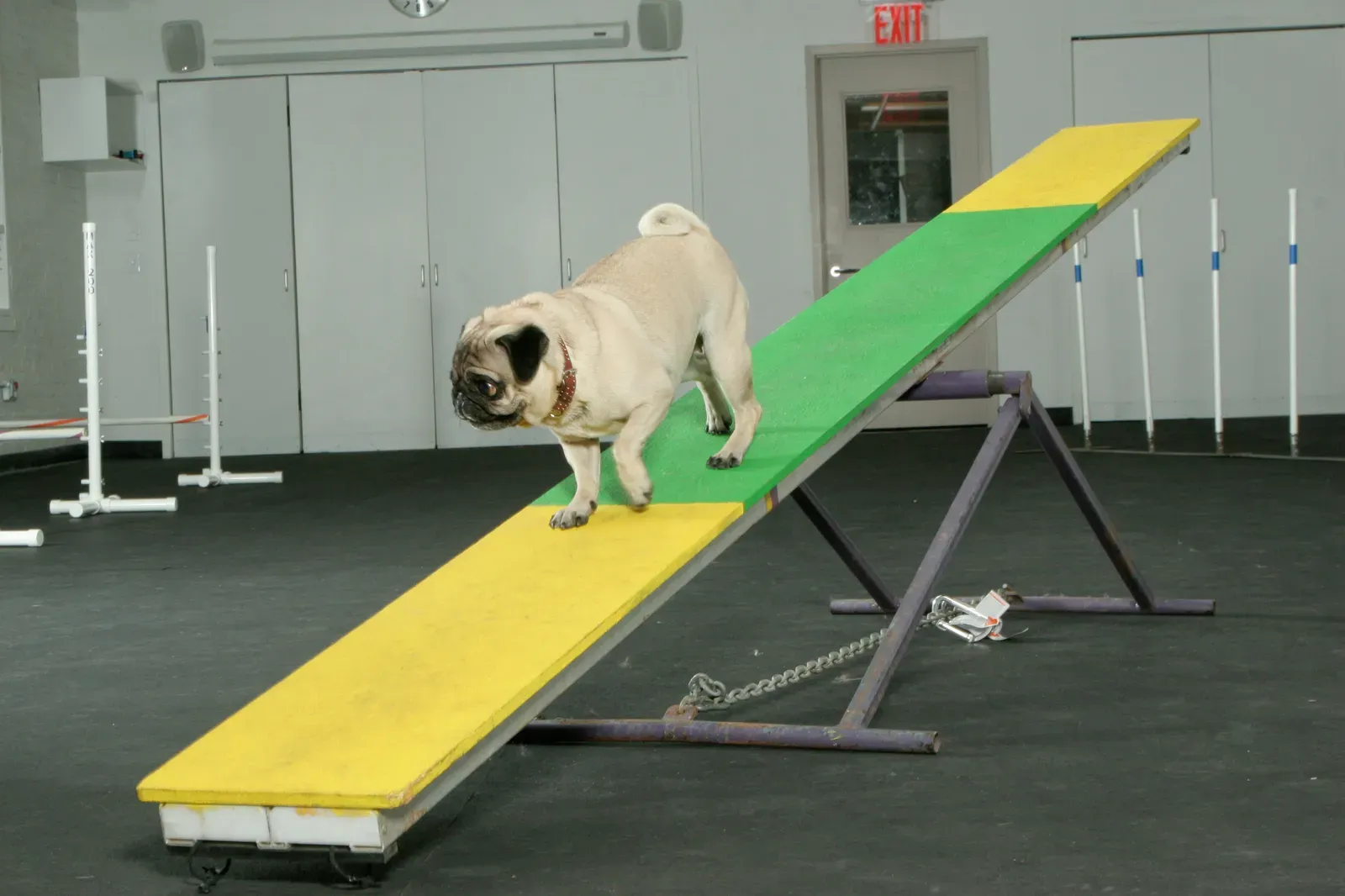 7. Modified Agility and Low Obstacle Navigation: Fun With Boundaries (Flickr: Dog Agility, CC BY 2.0)