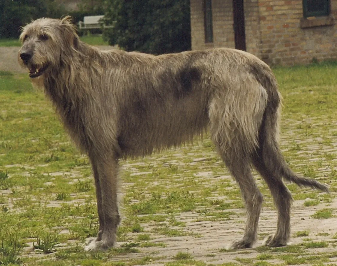 7. Irish Wolfhound: The Silent, Soft-Hearted Giant (selbst fotografiert von Tirwhan, CC BY-SA 3.0)