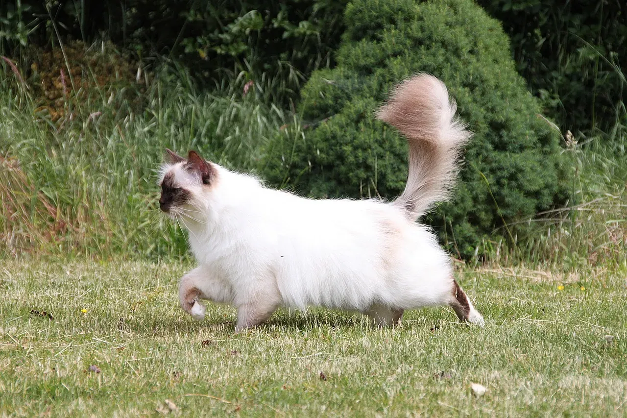 3. Birman – The Sweet‑Natured Companion That Likes Company (Image Credits: Pixabay)