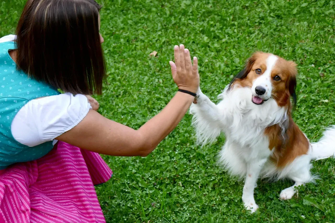 6. Your Dog Uses You as a Social and Environmental Translator (Image Credits: Pixabay)
