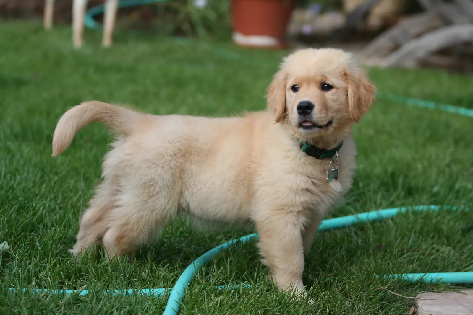 2. Golden Retriever (Image Credits: Wikimedia)