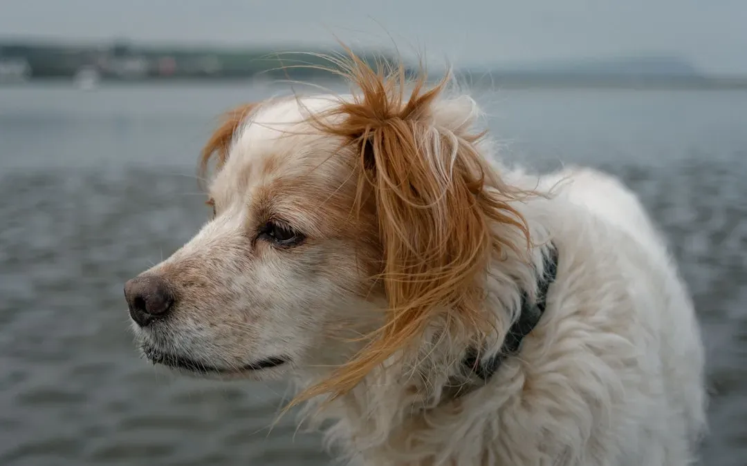 Cortisol Doesn't Lie: How Stress Travels Between Species (Image Credits: Unsplash)