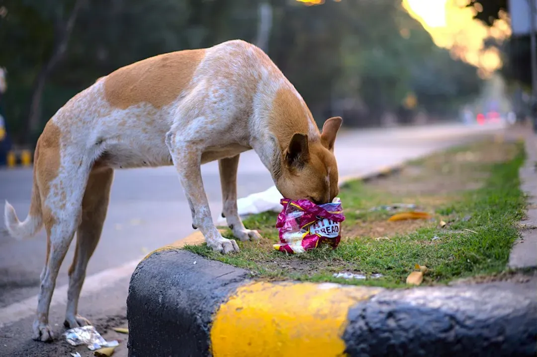 #6 India: Feeding Stray Dogs to Cleanse Karma (Image Credits: Unsplash)