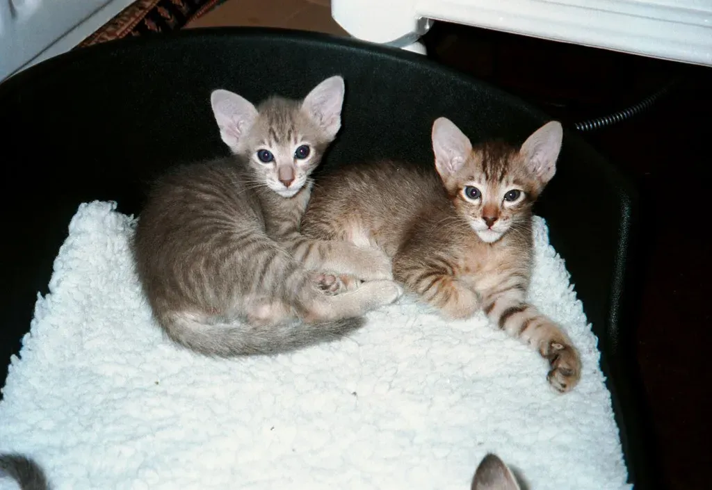 Oriental Shorthair: The Chatty Athlete (Lil Shepherd, Flickr, CC BY 2.0)