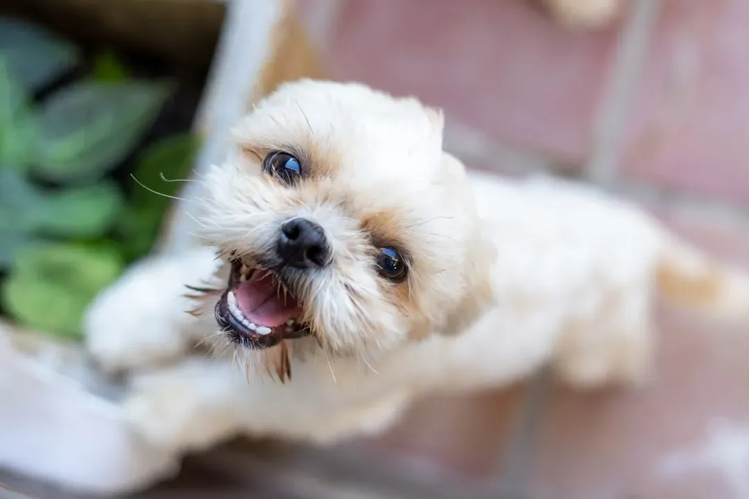 Shih Tzu (Image Credits: Unsplash)