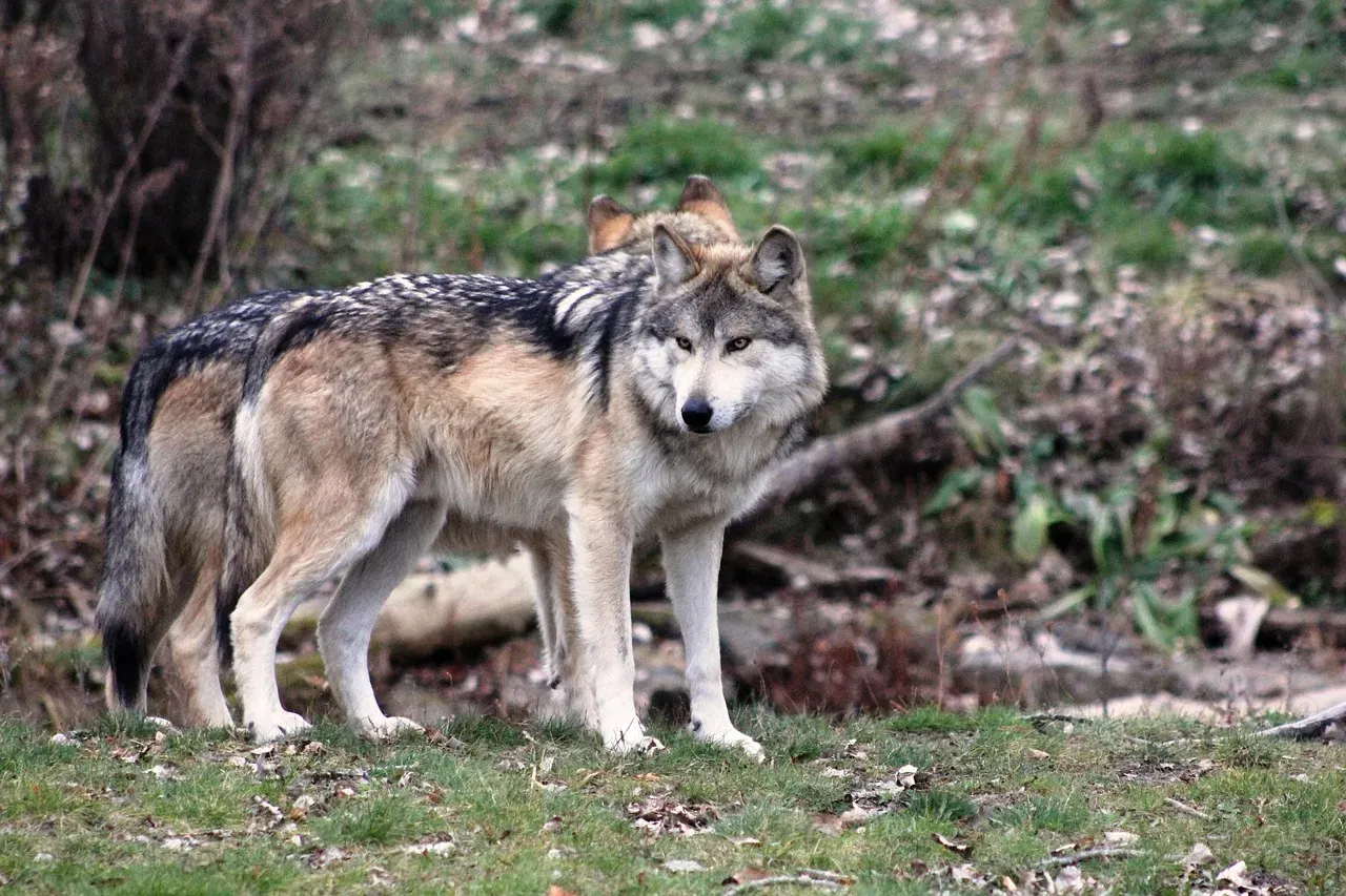 #9. Sagittarius - The Mexican Wolf (Canis lupus baileyi) (Image Credits: Pixabay)