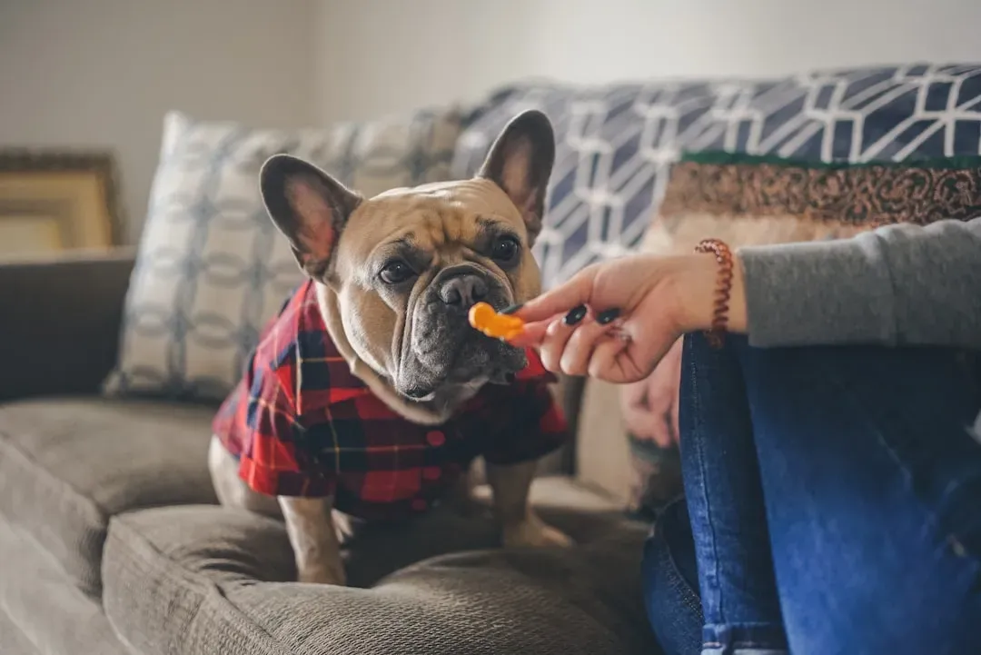 How to Introduce Vegetables Safely: Practical Tips for Every Dog Owner (Image Credits: Unsplash)