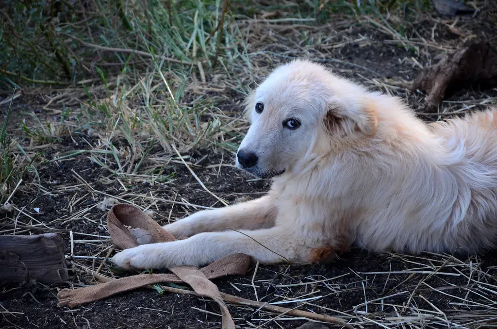Capricorn and the Determined Australian Cattle Dog (Image Credits: Flickr)