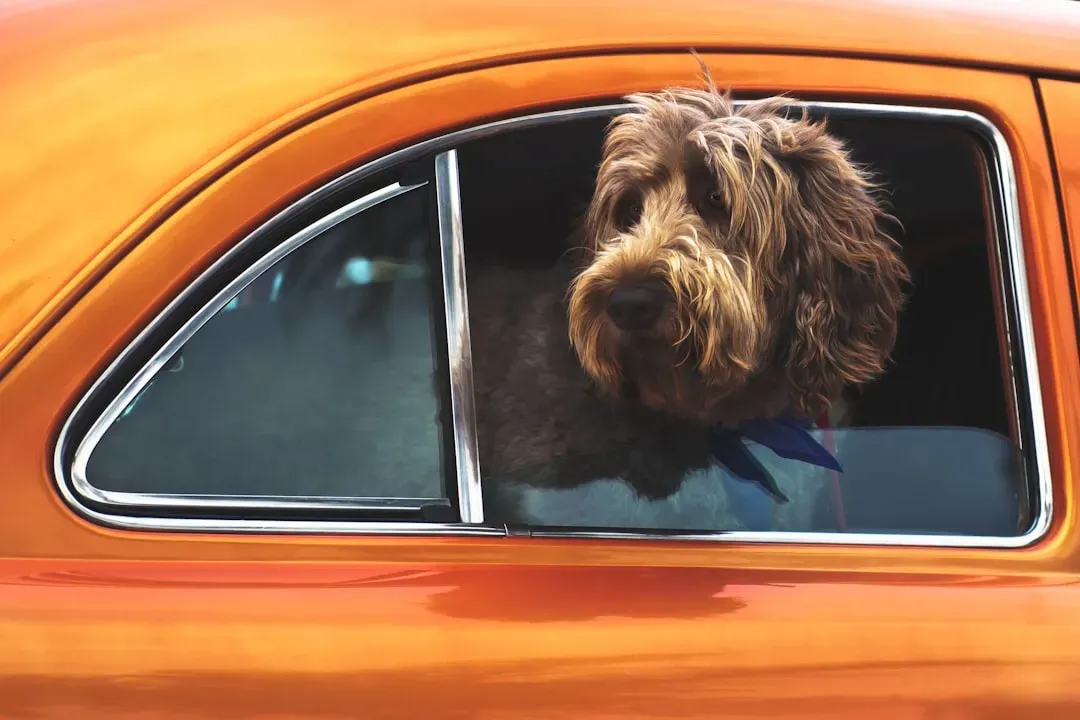 Conclusion: Your Car Sound Is A Love Story In Disguise (Image Credits: Unsplash)