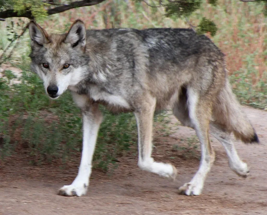 The Dangers She Still Faces (Image Credits: Flickr)