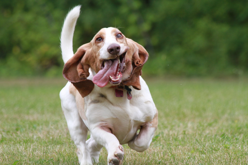 The Science Behind Canine Emotions (Image Credits: Flickr)
