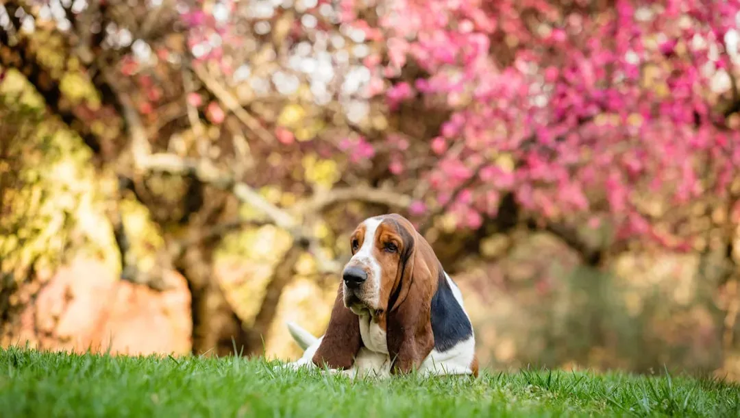 3. Basset Hound: Slow, Steady, and Surprisingly Therapeutic (Image Credits: Unsplash)