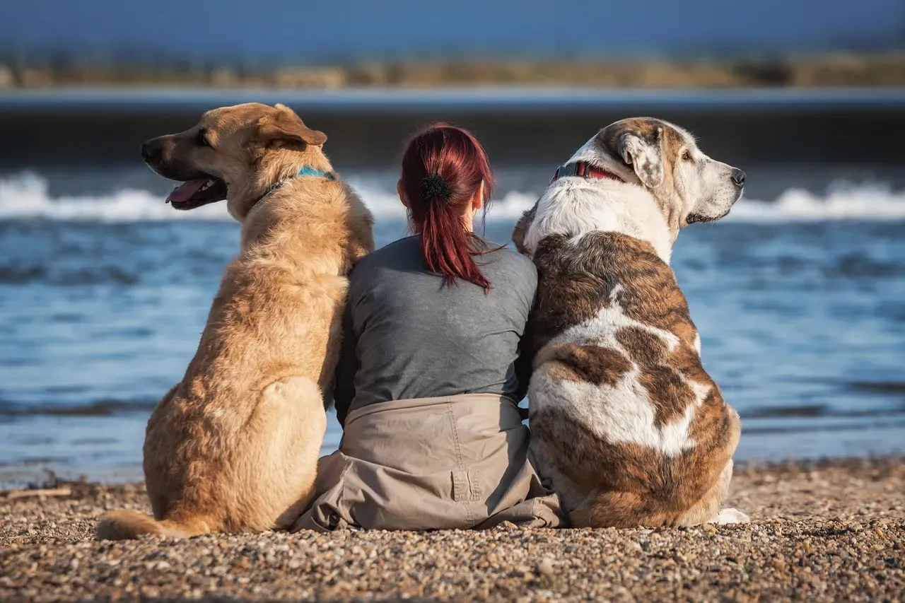 How to Build (and Accidentally Break) a Dog's Trust (Image Credits: Pixabay)