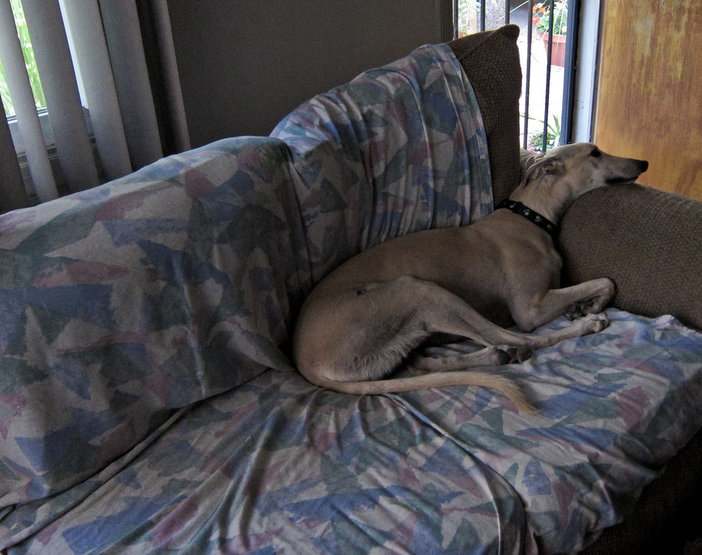 Greyhounds: Gentle Giants with Lazy Souls (Image Credits: Flickr)