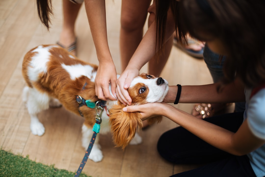 The Cavalier King Charles Spaniel - Gentle Souls with Royal Hearts (Image Credits: Unsplash)