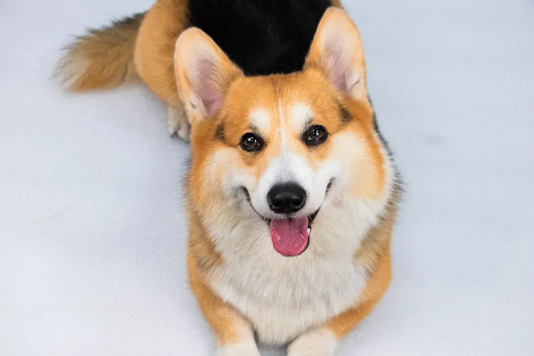 9. Pembroke Welsh Corgi: Big Heart, Short Legs, Endless Fun (Image Credits: Unsplash)