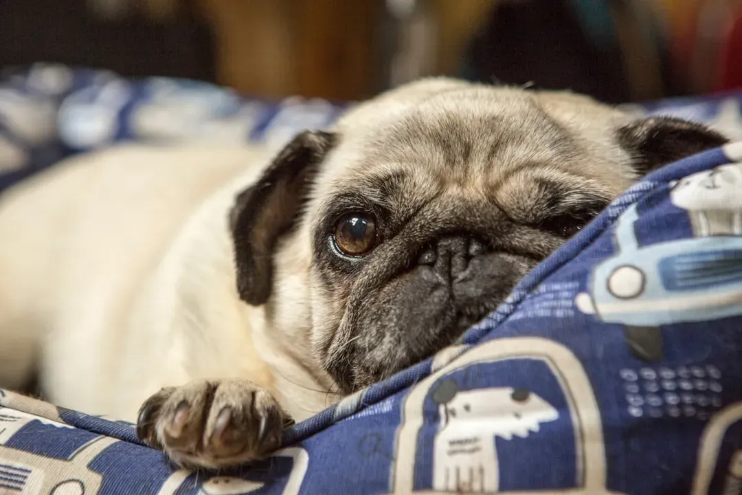 Pugs: The Adorably Lazy Contrarians (Image Credits: Unsplash)