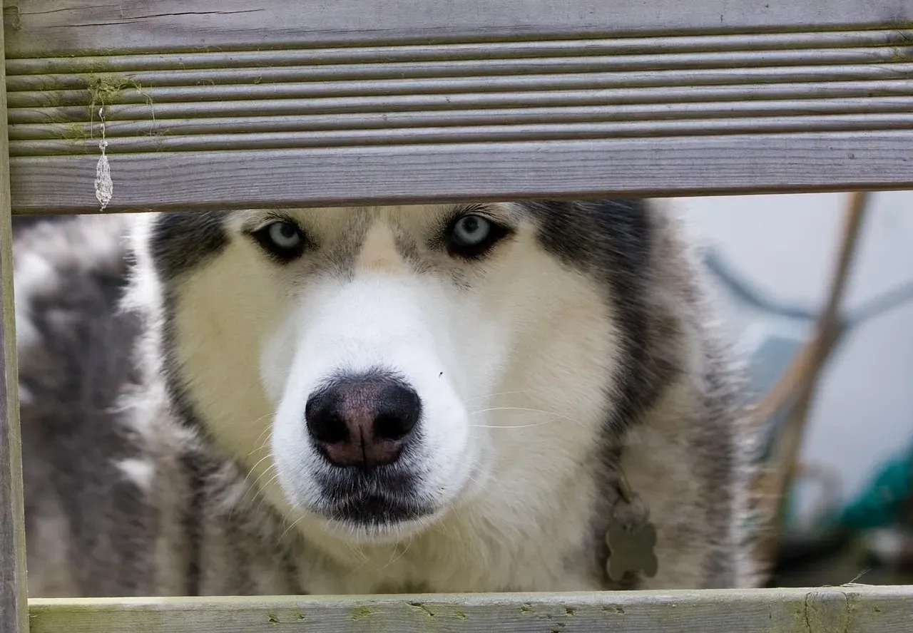 Siberian Husky: The Escape Artist Extraordinaire (Image Credits: Pixabay)