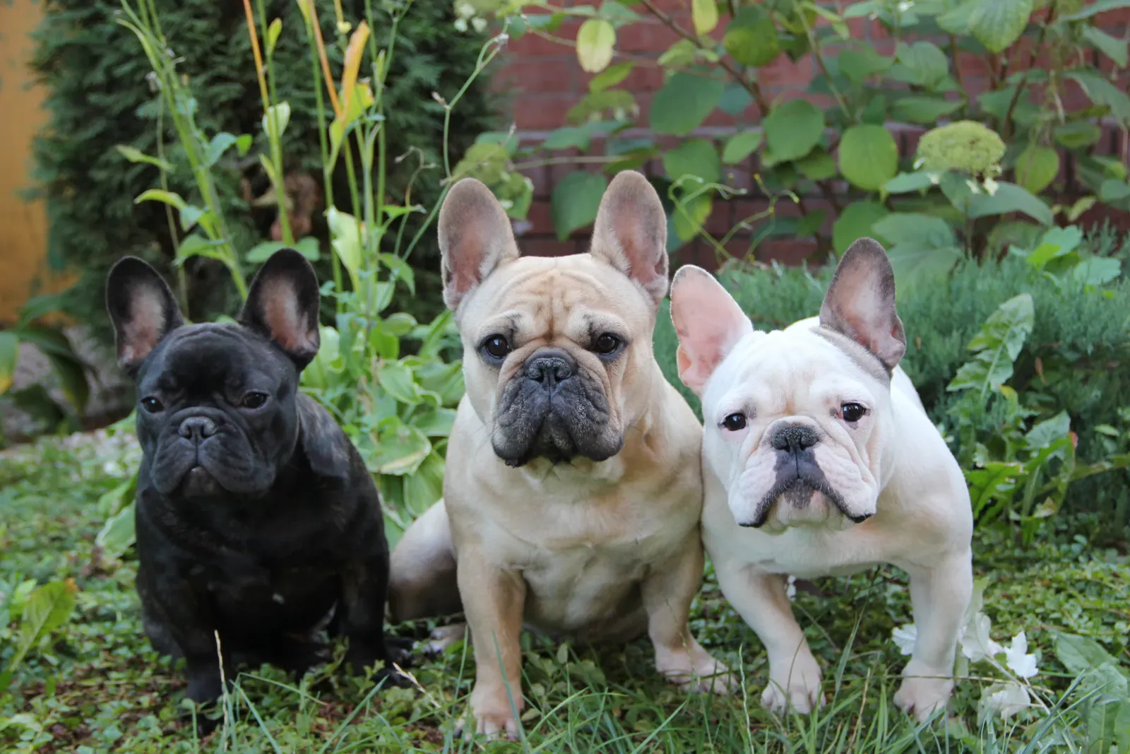 2. French Bulldog: The Chill Companion with an Independent Streak (By User:Frosya a, CC BY-SA 3.0)